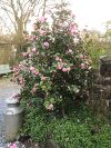 Camellia on the courtyard